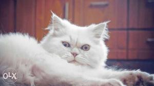 Persian cat semi punch 6months old White colour