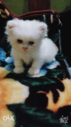 Persian kittan for sale.45days old male kitten.