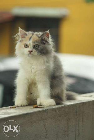 Persian kitten (1 female 2 months old) doll face