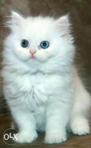 Persian kitten for sale