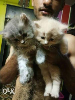 Persian kitten for sale 6.5k per kittn