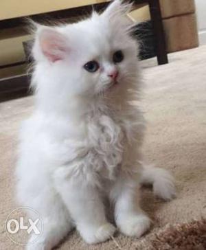 Persian kittens white blue eyes show quality pure