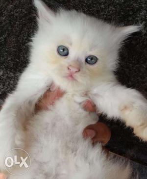 Persian male semi punch