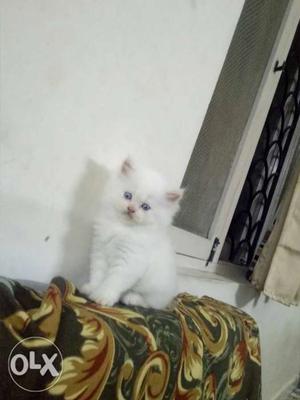 Persian punched face blue eyes 40 days