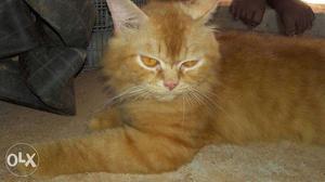 Persian short hair male cat