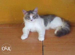 Persion female 3month old cat