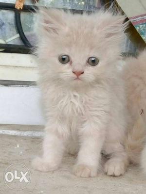 Persion kitten.. 100% pure...