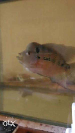 Pink And Black Flowerhorn Cichlid Fish