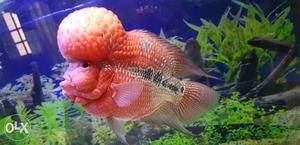 Pink And Gray Flowerhorn Cichlid Fish