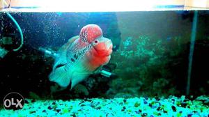 Pink And Gray Flowerhorn Cichlids Fish