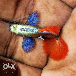 Platinum red big ear guppies for sale at Rs.200