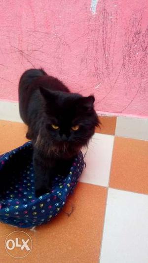 Pregnant black Persian cat full fur silky fur 1