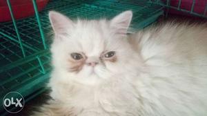 Punch face female kitten 3 months old for sale
