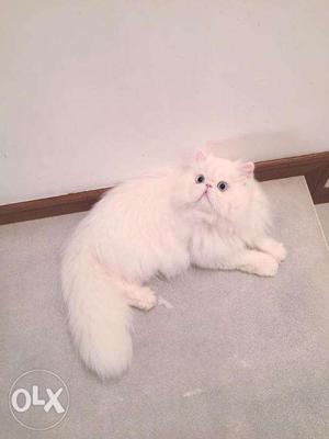 Punch face persian cat and kitten for sale in original price