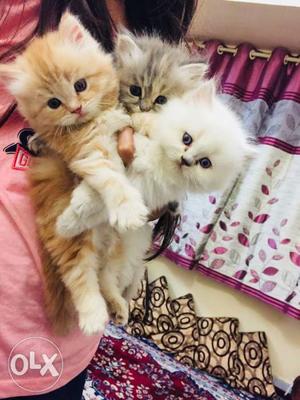 Pure Persian Kittens Doll Face Couple
