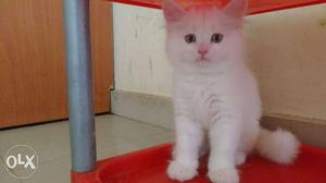 Pure Snow White Best Of Best Quality Persian