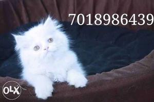 Pure breed Persian and other pure breeds