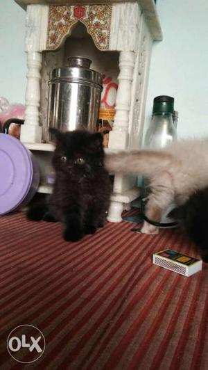 Pure breed persian kittens for sale.dewarmed and