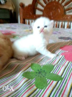 Pure doll face kittens available.40 days