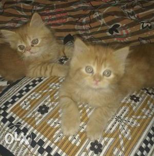 Pure persian cats each 6k in pune
