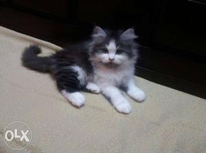 Pure persian doll face kitten with beautiful