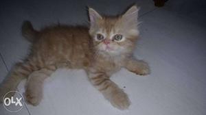 Pure semi punch persian male cat 2months old. 6k
