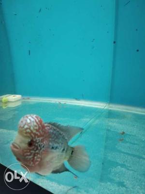 Pure srd flowerhon fish silver lines on head