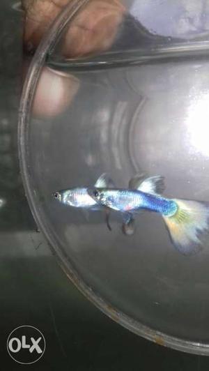 Quality guppy juvenile size 250 rs for a pair