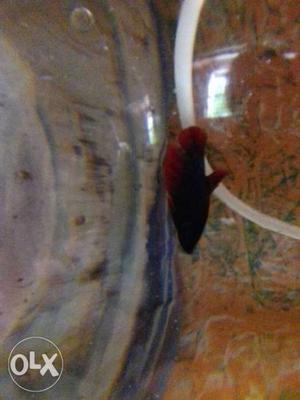 Red And Black Placat Betta Fish