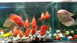 Red And Silver Fishes with tank