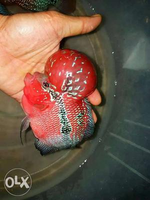 Red Flowerhorn