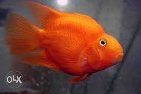 Red cichild fish pair for sale. one size is