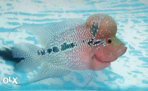 Red dragon flowerhorn Big hump active and healthy