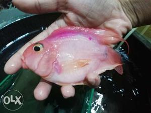 Red parot fish 4.5 inch medium sized