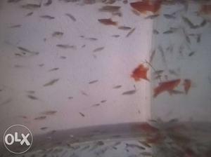 Red sword tail fish 10 rs 1 piece.. Bulk qty available
