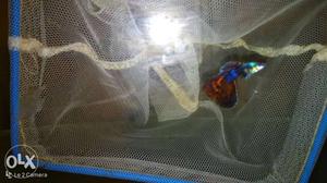 Redeagle guppy import quality