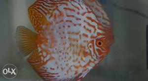 Redmap Pigeon blood Discus fish 7inch breeding