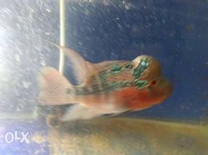 SRD Flowerhorn fish available for sale. perfectly