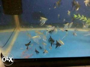 School Of Grey And Black Aquarium Fish