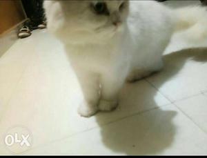 Semi Persian female9 month old cat for sale fisrt