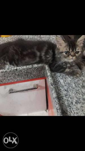 Semi punch face tabby kitten 3 months old