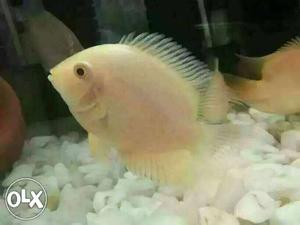 Shivram Severum Fish - 3 nos. - 4.5 inches
