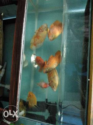Shoal Of Orange Pet Fishes