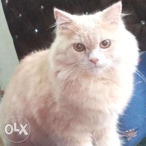 Short-fur White Cat