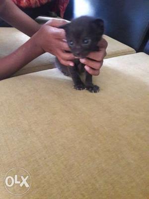 Short-haired Black Kitten