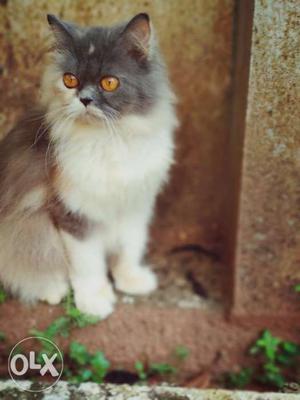 Short-haired White And Gray Persian cat