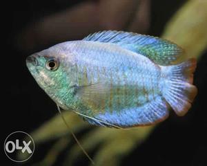 Silver Discus Fish