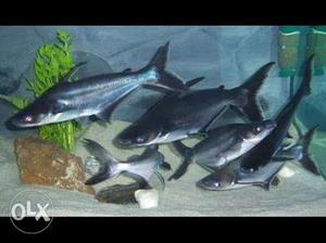 Six Gray Pet Sharks