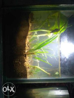 Small planted aquariums with led light and a snail