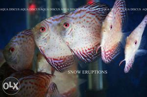 Snow eruption Discus fish